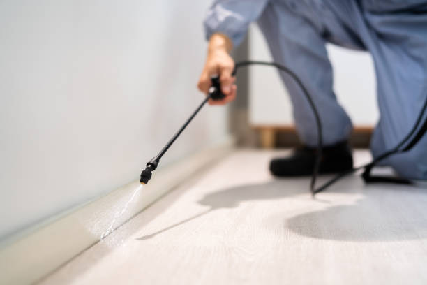 Best Termite Control Services  in Palmetto Estates, FL