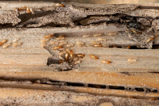 Best Wildlife Control Services  in Palmetto Estates, FL