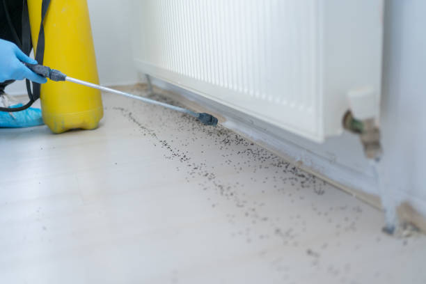 Best Rodent Control Near Me  in Palmetto Estates, FL