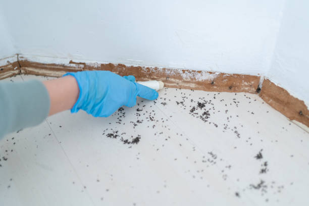 Best Residential Pest Control  in Palmetto Estates, FL