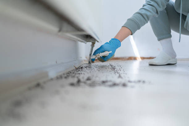 Best Ant Control Services  in Palmetto Estates, FL